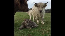 Cute fluffy highland cows and their new born calf’s