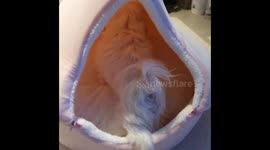 사랑스러운 강아지 뒷모습
