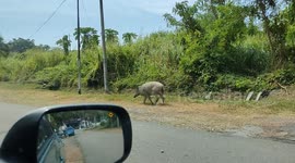 Wild boar casually walking at village in Malaysia