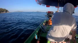 Catching a tropical fish