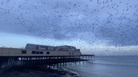 Thousands of starlings burst out from under the Royal Pier in Aberystwyth, West Wales, UK
