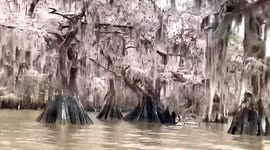 Like a scene from 'Frozen'! Icicles hang from trees on Louisiana lake in enchanting footage