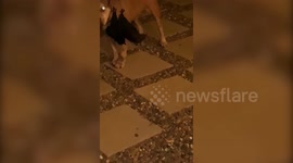 Viral TikTok video shows bizarre moment Aussie man discovers bat hanging off pet dog