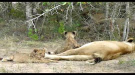 Lions with tiny cubs resting after eating Giraffe