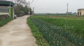 VietNam tet holiday 2