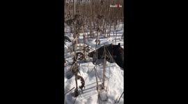 Hunting Dog Looks for his Prey in Snowy Conditions