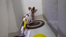 Indian man designs robot to help him take care of his blind and deaf dog