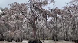 Icicles hang from trees on Louisiana bayou in awe-inspiring footage
