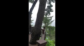 Peaceful seaside with trees