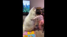 Toddler tries to put collar on pet dog