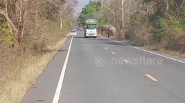 Hungry wild elephant steals sugarcane from passing trucks like highway robber