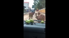 Dozens of cows suddenly walk in the middle of the road, obstructing traffic in Vietnam