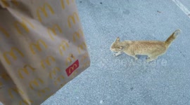 I love McDonald's too ... An abandoned cat walks around hungry.