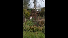 Cat enjoying early spring in his garden