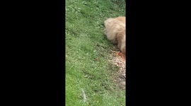 My cat having dinner