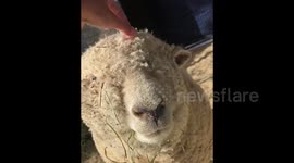 Adorably fluffy California sheep loves a good deep head scratch