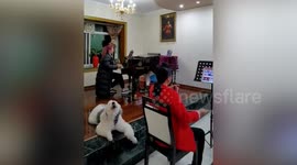 Dog 'sings' along as owner plays instrument in southern China