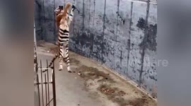 Chinese zoo ban visitors from feeding tigers after live chicken was dangled into enclosure
