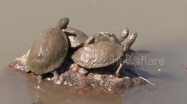 Terrapin scrambles for a top spot in the sun