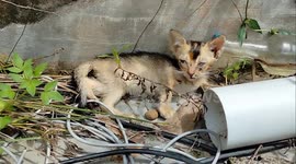 the condition of the baby cat 3 weeks of age is very concerning
