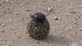 Upside down Dung Beetle struggles to get on feet, then searches for its lost dung ball