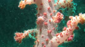 This tiny crab is named after candy as it camouflages into its colourful coral surroundings