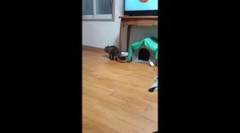 다리 아픈 고양이