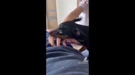 Crazy Dog's Funny Reaction on Seeing Someone Bothering his Owner