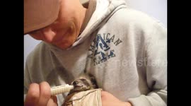 Heartwarming moment bottle-fed baby raccoon rescued after mama killed by trappers