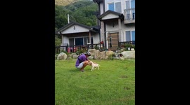 Korean Rural Labrador Retriever