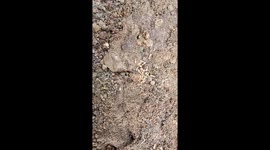 Termite Activities Around the Hole