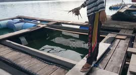 Local Big Lobster Farming in Simeulue Lobster Paradise in the World