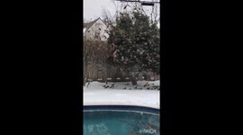 'Thousands' of robins take over backyard of family home in Oklahoma