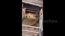 Cow attacks rescuers after being rescued stuck in concrete hole