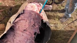 Rattlesnake removal from Lueders, Tx, performed by Big Country Snake Removal