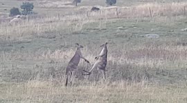 Large Eastern Grey Kangaroos fighting and showing dominance