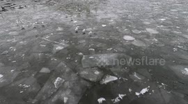 Seagulls standing on ice floes moving with waves.
