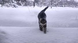 Cat Thrown Into Deep Snow in Slow-mo