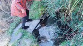 My sister drank water in the stream with a miserable tumble