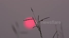 A little bug wandering around on blades of grass at sunset in a paddy field.