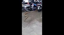 Huge python escapes floodwaters in Indonesian capital