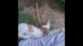 cat playing with water in park