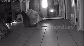Cat and robot cleaner