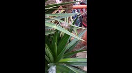 Unique insect in south africa