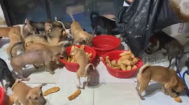 Meals are just the simple bread of more than 100 dogs in a rescue station in Vietnam