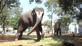 Hungry elephant asks for food in South India
