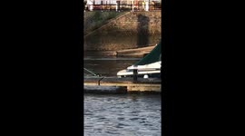 Seal at Teddington Lock, London, England