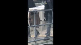 Seal in crate rescued from Teddington Lock