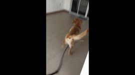 Hilarious Dog on his first time seeing his reflection. He slides as he avoids being caught!