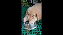 Dog loves Ice